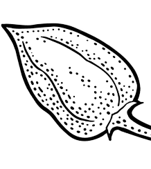 Shape Image